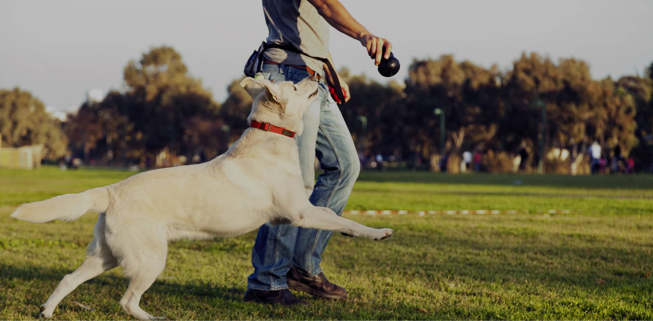 Fon's Canines Professional Dog Training and Sales