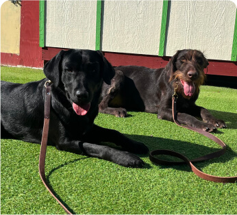 img - Boarding and Training