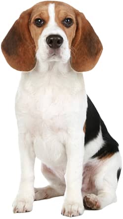 A beagle dog with a white, brown, and black coat is sitting and facing forward against a plain white background.