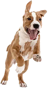 img-cute-puppy-studio-shot-of-american-staffordshire-terrier-running