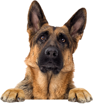 img-dog-peeking-banner