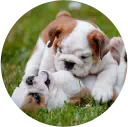 img-english-bulldog-puppies-playing-together