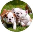 img - english-bulldog-puppy-outdoors