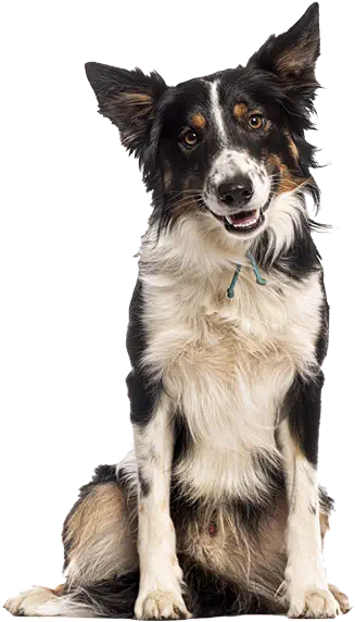img-happy-border-collie-dog-sitting-looking-open-mouth