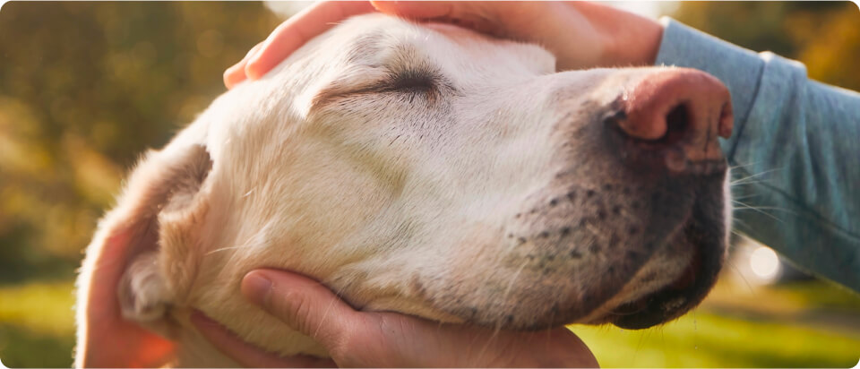 img - man-stroking-his-old-dog-loyal-labrador-retriever-enjoying-autumn