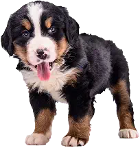 img-puppy-bernese-mountain-dog