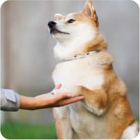 img - shiba-inu-dog-gives-owner-paw-outdoors