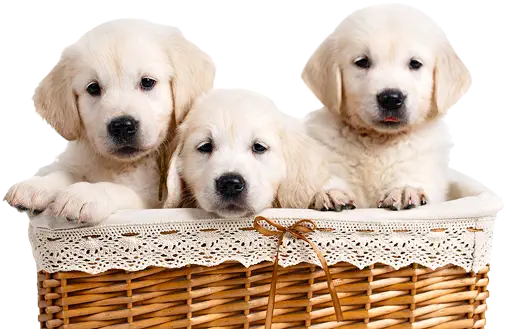 img-three-white-labrador-puppy-in-a-wicker-basket