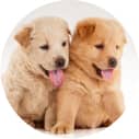 img - two-cute-chow-chow-puppies-isolated-over-white-background