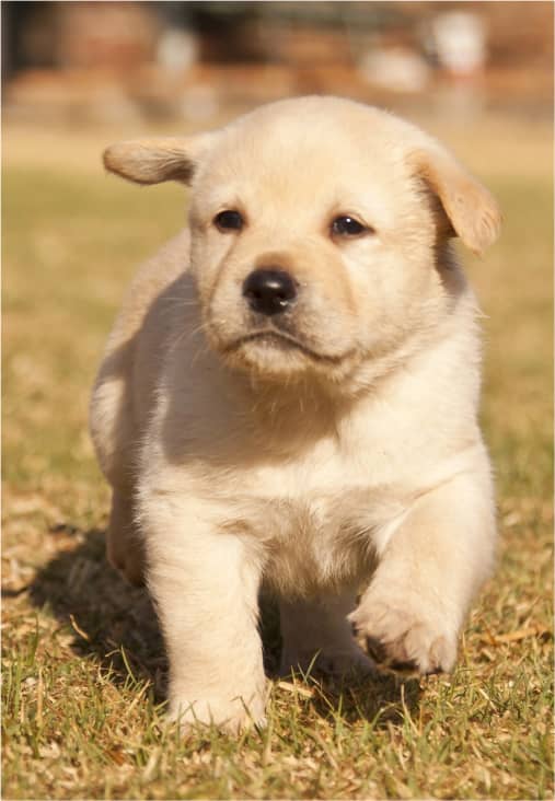 A light-colored puppy walks on grass with one paw raised, looking forward.