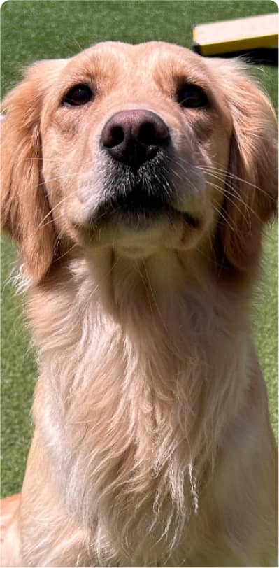 A golden retriever sits on green turf, looking directly at the camera with a neutral expression.