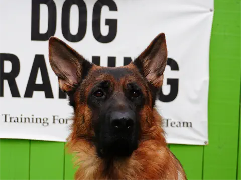 Aaron-German-Shepherd