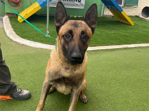 Adex - Belgian Malinois