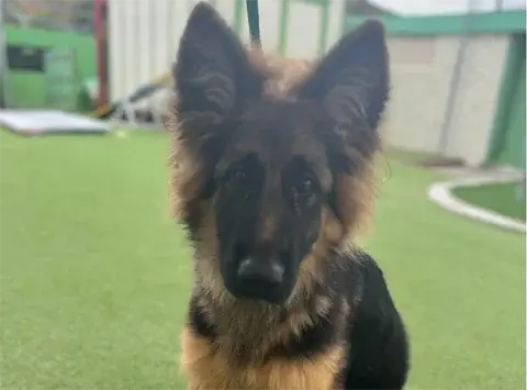 Anik - German Shepherd