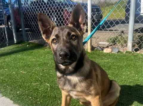 Bailey - Belgian Malinois
