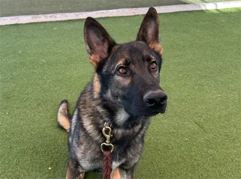 Baron - German Shepherd
