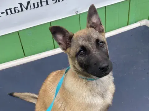 Bella - Belgian Malinois