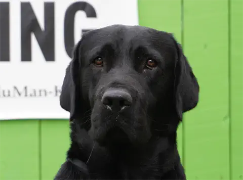 Boris - Labrador Retriever
