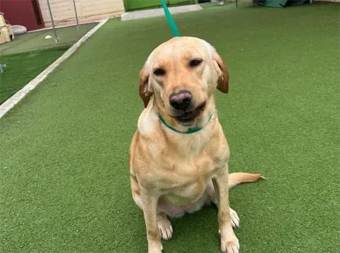 Brownie - Labrador