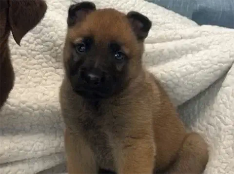 Buzz - Belgian Malinois