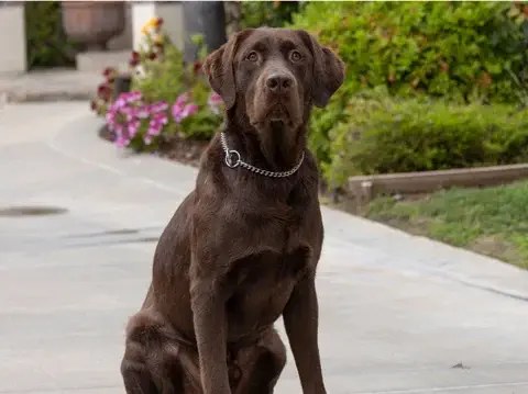 Carmelo - Labrador Retriever