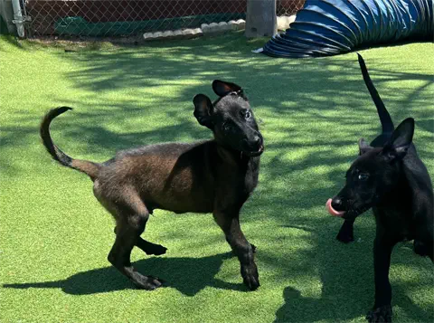 Cheeto-Fawn-Belgian-Malinois