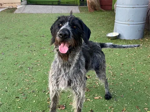 Chelsea - Wirehair Pointer