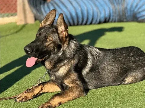 Chunky - German Shepherd