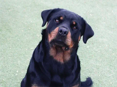 Cookie - Rottweiler