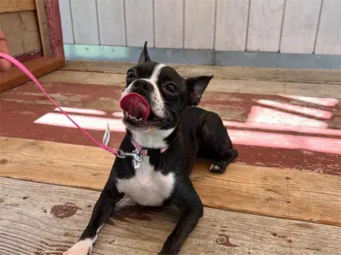 Daisy - Boston Terrier