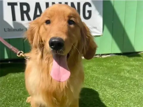 Dodge - Golden Retriever