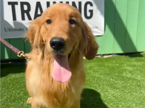 A golden retriever sits on artificial grass with its tongue out, in front of a training sign and green wall, wearing a pink leash.
