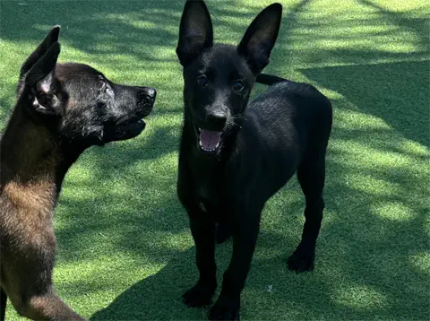 Two young black dogs stand on green grass, one facing the camera with ears upright and mouth open, the other in profile looking at the first dog. Shadows from trees are visible on the ground.