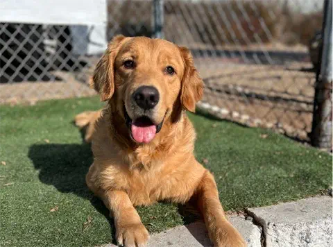Dot - Golden Retriever
