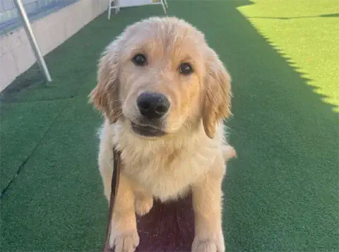 Doug - AKC Golden Retriever