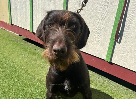Dude - German Wirehair Pointer