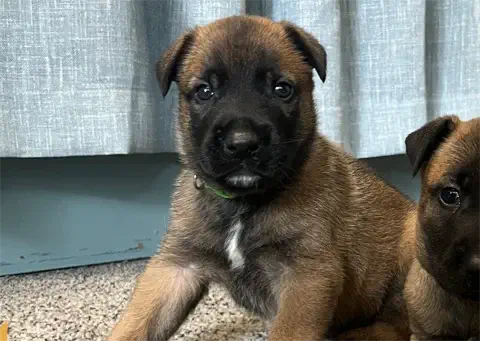 Fernando - Belgian Malinois