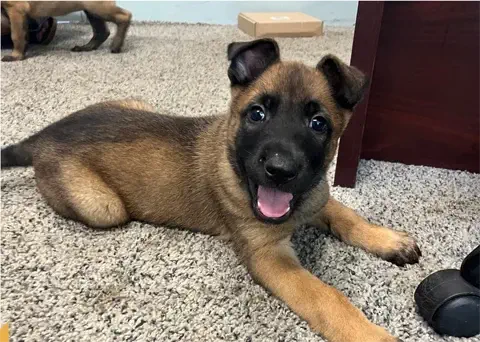 Finn - Belgian Malinois