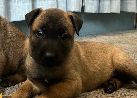 Fiona - Belgian Malinois