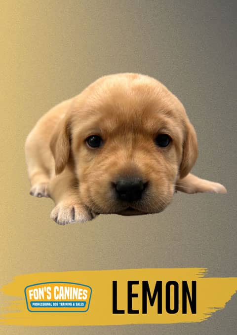 Fon-canines-Dog-Binder-Cover-Photos-1