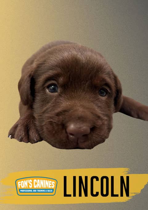 Fon-canines-Dog-Binder-Cover-Photos-2