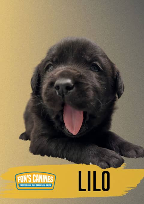 Fon-canines-Dog-Binder-Cover-Photos-3
