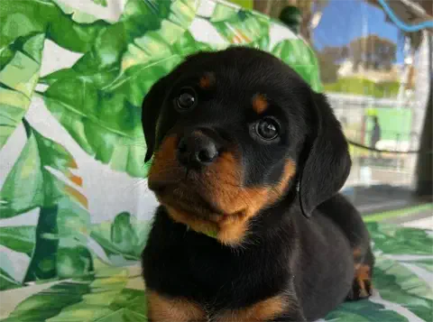 Garfield - AKC Rottweiler