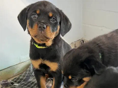 Georgia - AKC Rottweiler