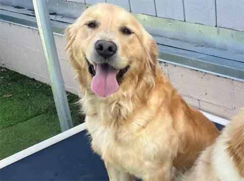 Gerdie - Golden Retriever