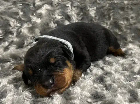 Gizmo - AKC Rottweiler