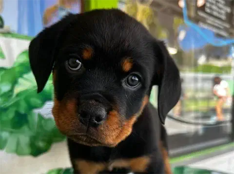 Gouda - AKC Rottweiler
