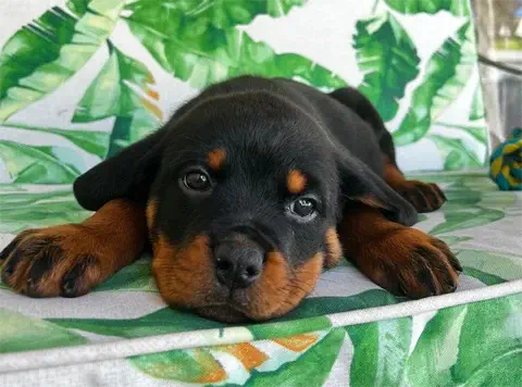 Gracie - AKC Rottweiler