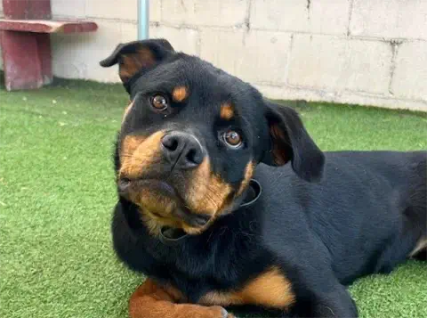 Greta - AKC Rottweiler
