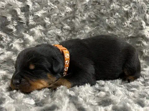 Grizzley - AKC Rottweiler
